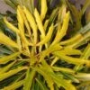 Pseudopanax Lessonii Goldfinger -Promesse de fleurs Magasin Pseudopanax lessonii Goldfinger 86066 1