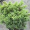 Pseudotsuga Menziesii Bhiela Lhota - Douglas 2 Pseudotsuga Menziesii Bhiela Lhota - Douglas -Promesse de fleurs Magasin Pseudotsuga menziesii Bhiela Lhota 758002 1