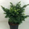 Sapin De Douglas - Pseudotsuga Menziesii Fletcheri -Promesse de fleurs Magasin Pseudotsuga menziesii Fletcheri 759002 1
