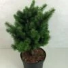 Sapin De Douglas - Pseudotsuga Menziesii Pannenhoef 1 Sapin De Douglas - Pseudotsuga Menziesii Pannenhoef -Promesse de fleurs Magasin Pseudotsuga menziesii Pannenhoef 761002 1