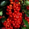 Pyracantha SAPHYR Rouge - Buisson Ardent -Promesse de fleurs Magasin Pyracantha SAPHYR Rouge 84242 1