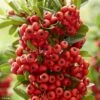 Pyracantha Coccinea Red Star - Buisson Ardent 2 Pyracantha Coccinea Red Star - Buisson Ardent -Promesse de fleurs Magasin Pyracantha coccinea Red Star Buisson ardent copyright 17934 1