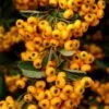 Pyracantha Coccinea Saphyr Jaune - Buisson Ardent 1 Pyracantha Coccinea Saphyr Jaune - Buisson Ardent -Promesse de fleurs Magasin Pyracantha coccinea Saphyr Jaune 1001782 1