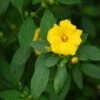 Reinwardtia Indica - Lin Jaune Arbustif -Promesse de fleurs Magasin Reinwardtia indica LD Flickr Valke 16277 FE