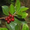 Rhamnus Alaternus - Alaterne -Promesse de fleurs Magasin Rhamnus alaternus 87333 1
