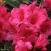 Rhododendron Anna Rose Whitney - Grand Rhododendron -Promesse de fleurs Magasin Rhododendron Anna Rose Whitney 84280 1