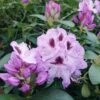 Rhododendron Hybride Blue Jay -Promesse de fleurs Magasin Rhododendron Blue Jay 89058 1