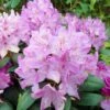 Rhododendron Roseum Elegans - Grand Rhododendron. -Promesse de fleurs Magasin Rhododendron Roseum Elegans 84270 1