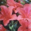 Azalée Du Japon Nakaharai Orange - Azalea Japonica 2 Azalée Du Japon Nakaharai Orange - Azalea Japonica -Promesse de fleurs Magasin Rhododendron nakahara Orange 781702 2