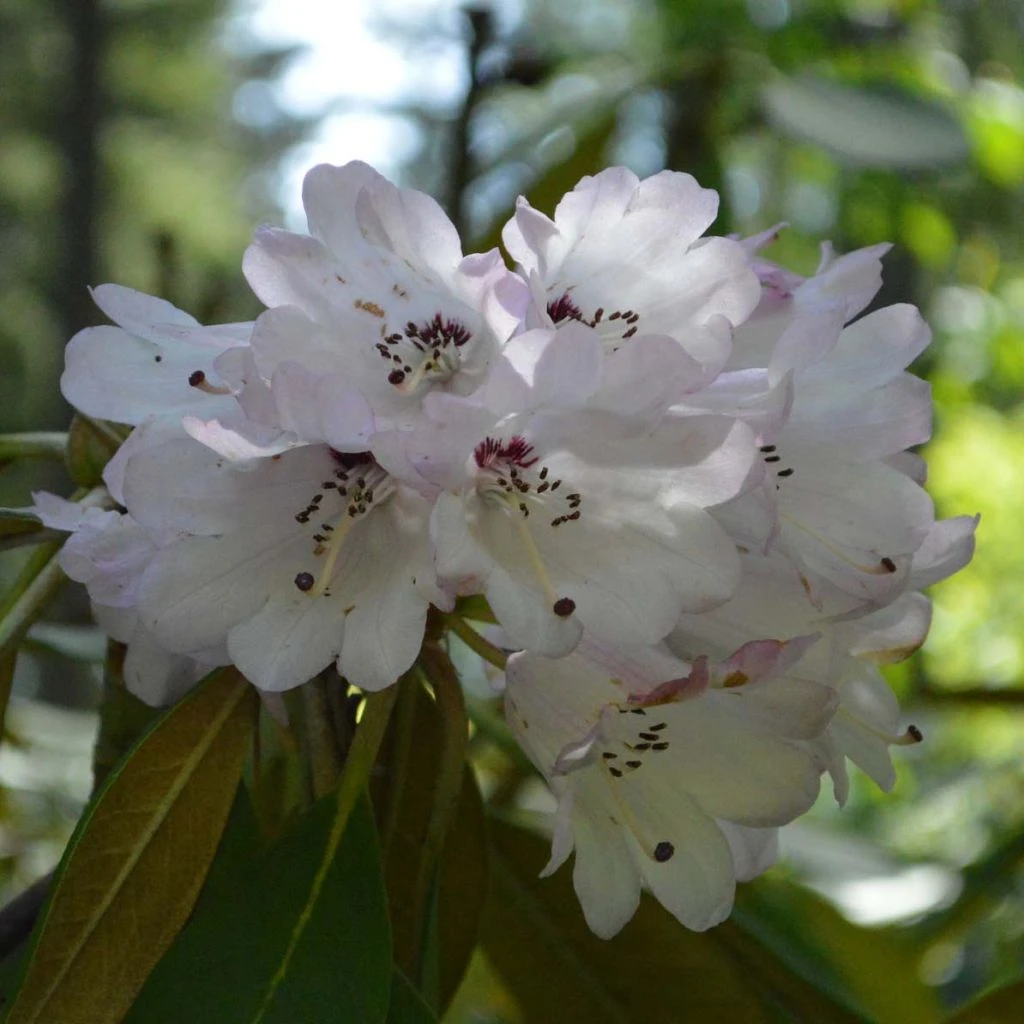 Rhododendron Rex - Grand Rhododendron 3 Rhododendron Rex - Grand Rhododendron