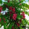 Robinia Pseudoacacia Casque Rouge - Robinier Faux Acacia 1 Robinia Pseudoacacia Casque Rouge - Robinier Faux Acacia -Promesse de fleurs Magasin Robinia Casque Rouge 84289 1