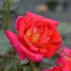 Rosier à Grandes Fleurs Parfum De Grasse -Promesse de fleurs Magasin Rosier Buisson Parfum de Grasse 71326 1