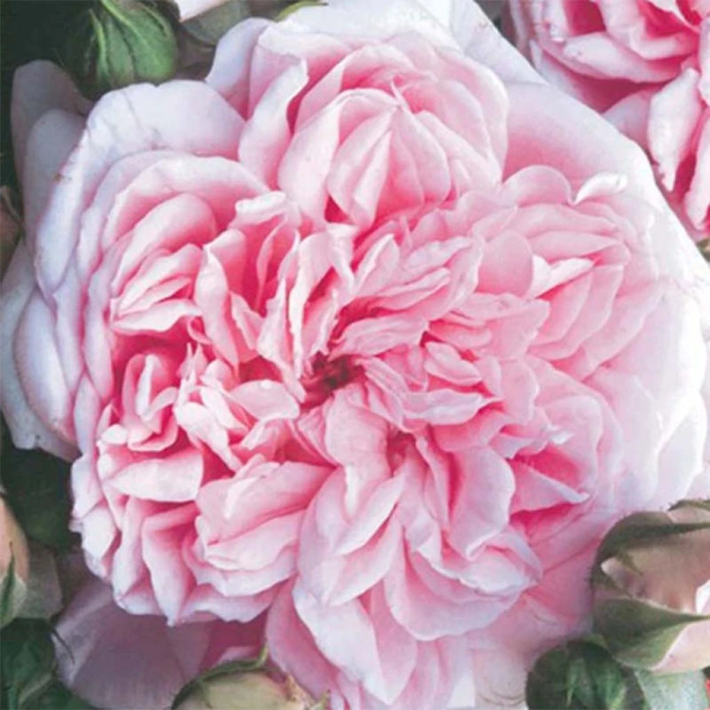 Rosier Grimpant Times Past 3 Rosier Grimpant Times Past