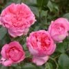Rosier à Grandes Fleurs La Rose De Molinard -Promesse de fleurs Magasin Rosier La Rose de Molinard delgrarose 847172 1