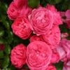Rosier Patio Rose Moin Moin 2 Rosier Patio Rose Moin Moin -Promesse de fleurs Magasin Rosier PATIO ROSE Moin Moin 888980 1