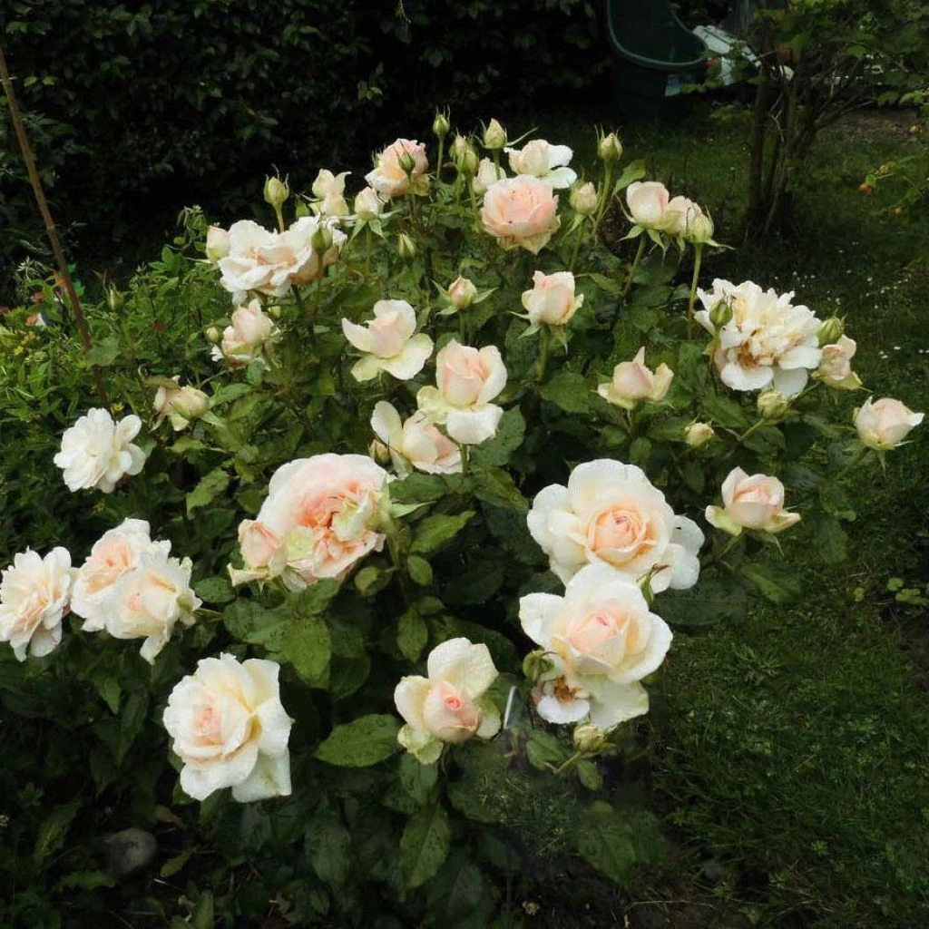 Rosier à Grandes Fleurs Sweet Love 3 Rosier à Grandes Fleurs Sweet Love