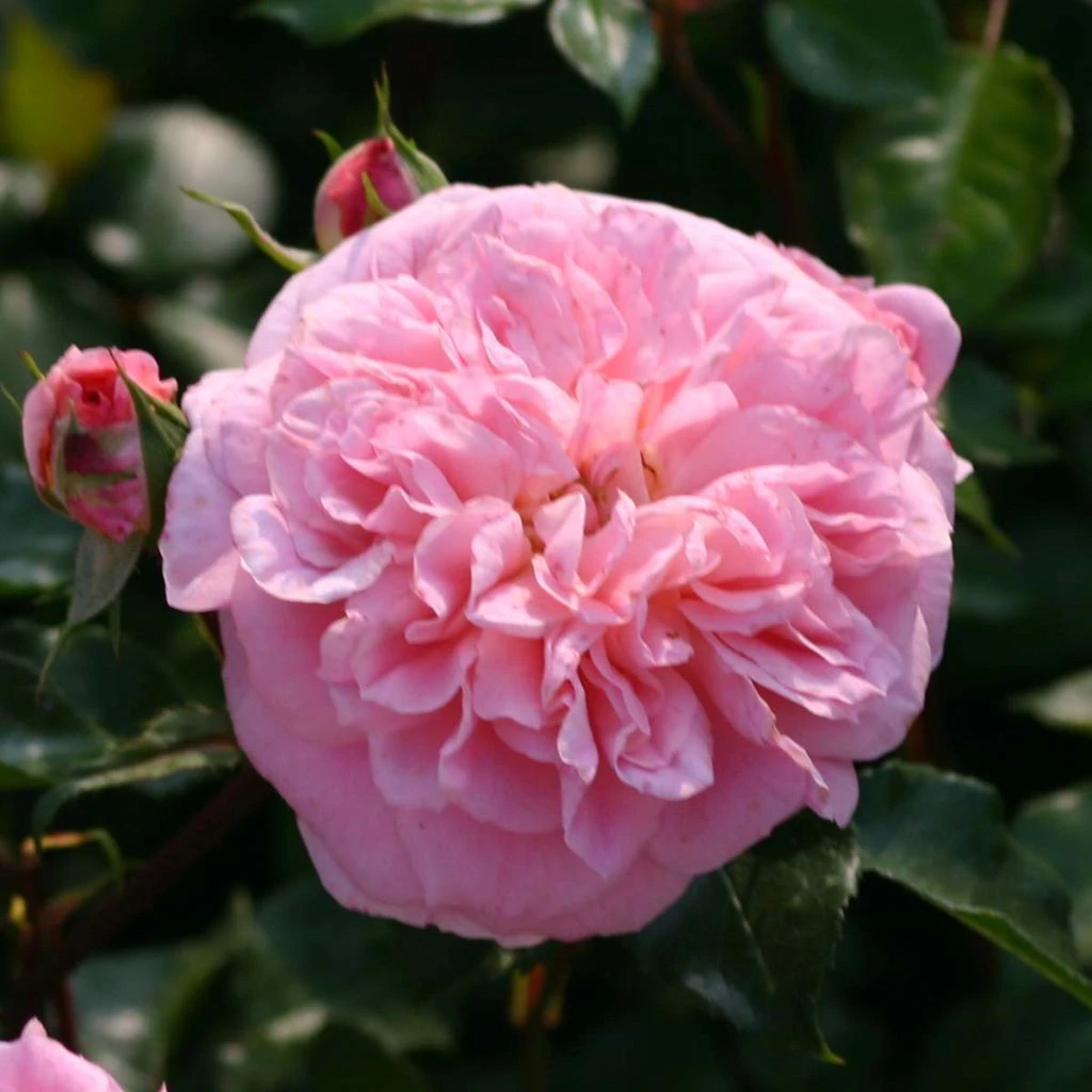 Rosier Grimpant May Queen 3 Rosier Grimpant May Queen