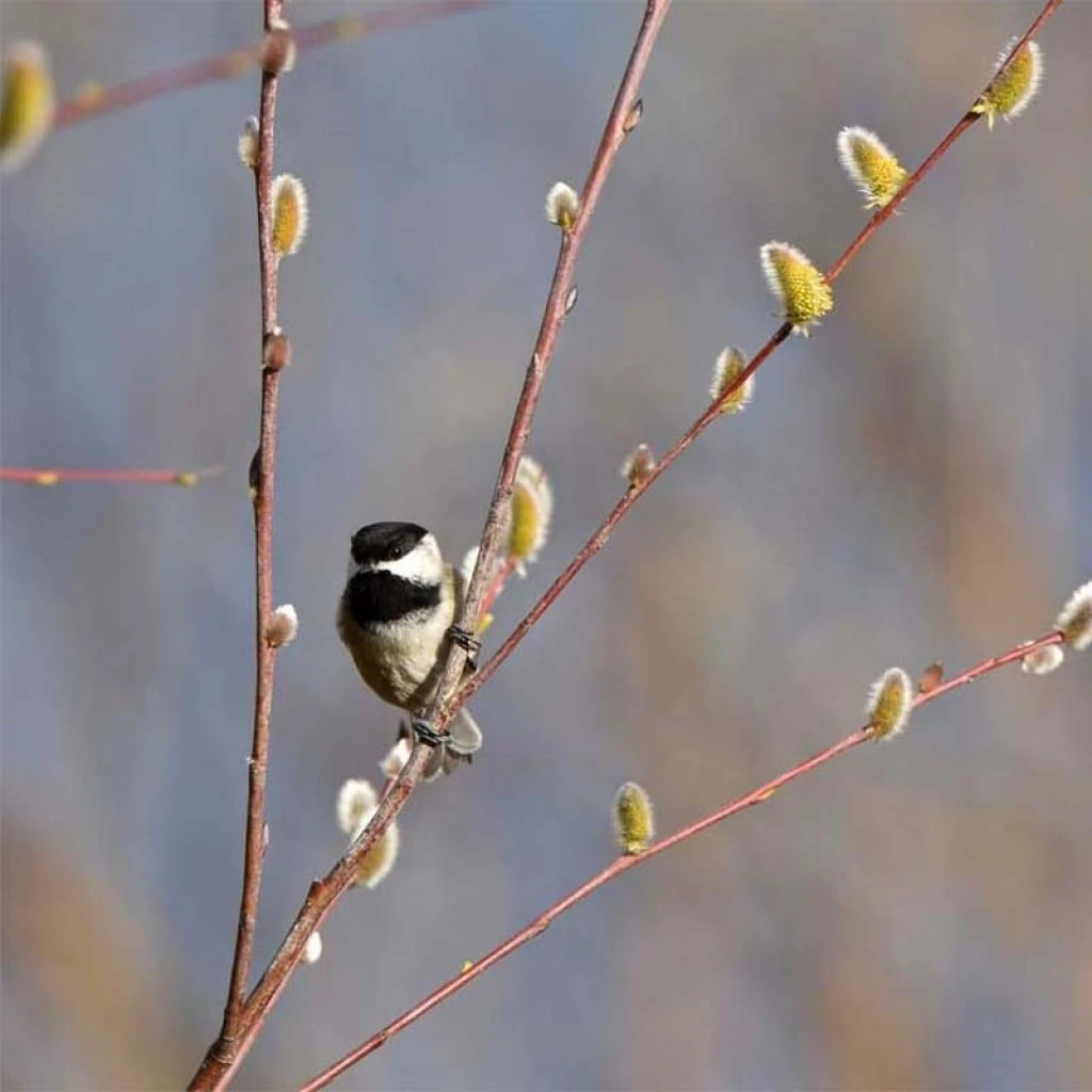 Saule - Salix Acutifolia Blue Streak 3 Saule - Salix Acutifolia Blue Streak