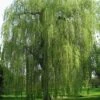 Saule Pleureur - Salix Alba Tristis -Promesse de fleurs Magasin Salix alba Tristis 781532 1