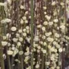 Salix Caprea Kilmarnock - Saule Marsault Pleureur. -Promesse de fleurs Magasin Salix caprea Kilmarnock 84299 1