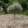 Saule Crevette - Salix Integra Flamingo 1 Saule Crevette - Salix Integra Flamingo -Promesse de fleurs Magasin Salix integra Flamingo copyright Plantipp D.Slingerland 1002092 P