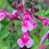 Sauge Arbustive Icing Sugar - Salvia Greggii -Promesse de fleurs Magasin Salvia greggii Icing Sugar 79018 1