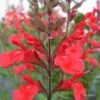 Sauge Arbustive Flammenn ® - Salvia Jamensis -Promesse de fleurs Magasin Salvia jamensis flammen 7787 1