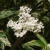 Sureau Noir - Sambucus Nigra Madonna -Promesse de fleurs Magasin Sambucus nigra Madonna 7969 1