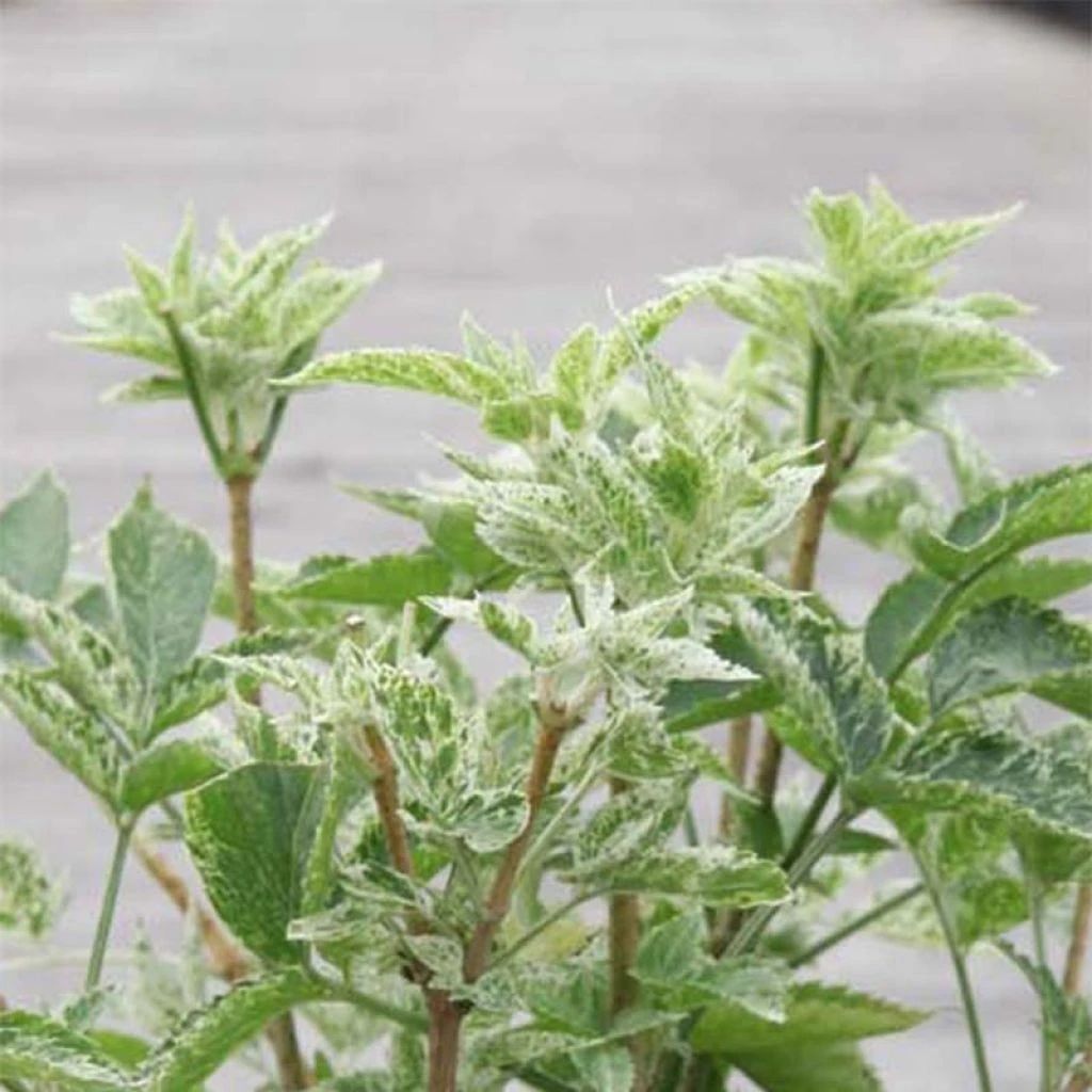 Sureau Noir - Sambucus Nigra Pulverulenta 3 Sureau Noir - Sambucus Nigra Pulverulenta