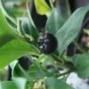 Sarcococca Confusa 2 Sarcococca Confusa -Promesse de fleurs Magasin Sarcococca confusa 7964 1