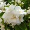 Seringat Blanc - Philadelphus Mrs E.L. Robinson -Promesse de fleurs Magasin Seringat blanc Philadelphus Mrs E L Robinson copyright 1007551 1