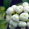 Skimmia Japonica Kew White 1 Skimmia Japonica Kew White -Promesse de fleurs Magasin Skimmia japonica Kew White 87346 1