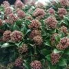 Skimmia Japonica Pink Dwarf 2 Skimmia Japonica Pink Dwarf -Promesse de fleurs Magasin Skimmia japonica Pink Dwarf 100857 1