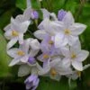 Solanum Jasminoides Bleu - Morelle Faux-jasmin 2 Solanum Jasminoides Bleu - Morelle Faux-jasmin -Promesse de fleurs Magasin Solanum jasminoides Bleu 83508 1