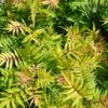 Sorbaria Sorbifolia Matcha Ball -Promesse de fleurs Magasin Sorbaria sorbifolia Matcha Ball 1008591 1