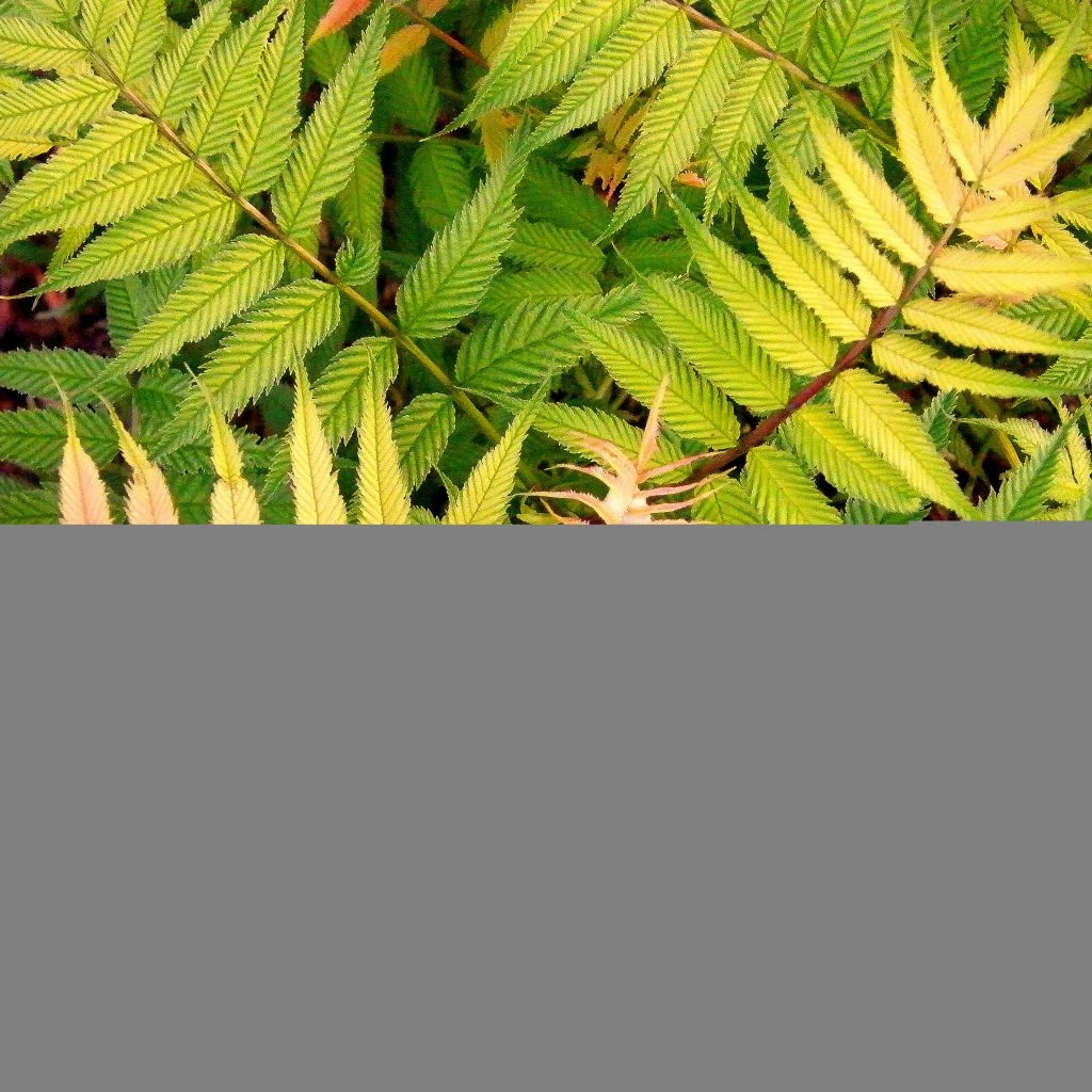 Sorbaria Sorbifolia Sem- Fausse Spirée à Feuilles De Sorbier 3 Sorbaria Sorbifolia Sem- Fausse Spirée à Feuilles De Sorbier
