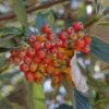Sorbus Aria - Alisier Blanc 1 Sorbus Aria - Alisier Blanc -Promesse de fleurs Magasin Sorbus aria 89448 1