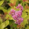 Spirée Japonaise - Spiraea Japonica Pink & Gold -Promesse de fleurs Magasin Spiraea japonica spiree Pink and Gold copyright 1008631 1