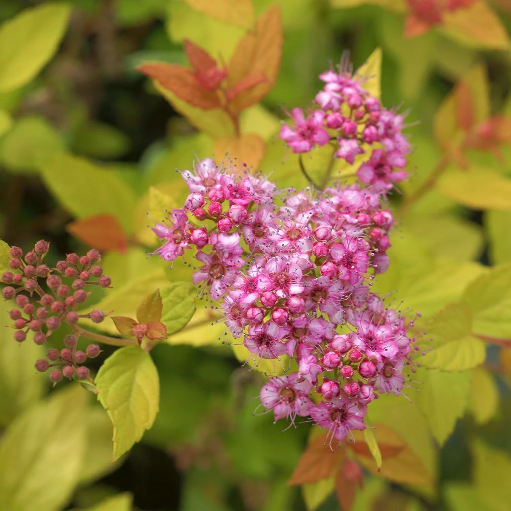 Spirée Japonaise - Spiraea Japonica Pink & Gold 3 Spirée Japonaise - Spiraea Japonica Pink & Gold