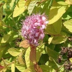 Spirée Japonaise Golden Princess - Spiraea Japonica