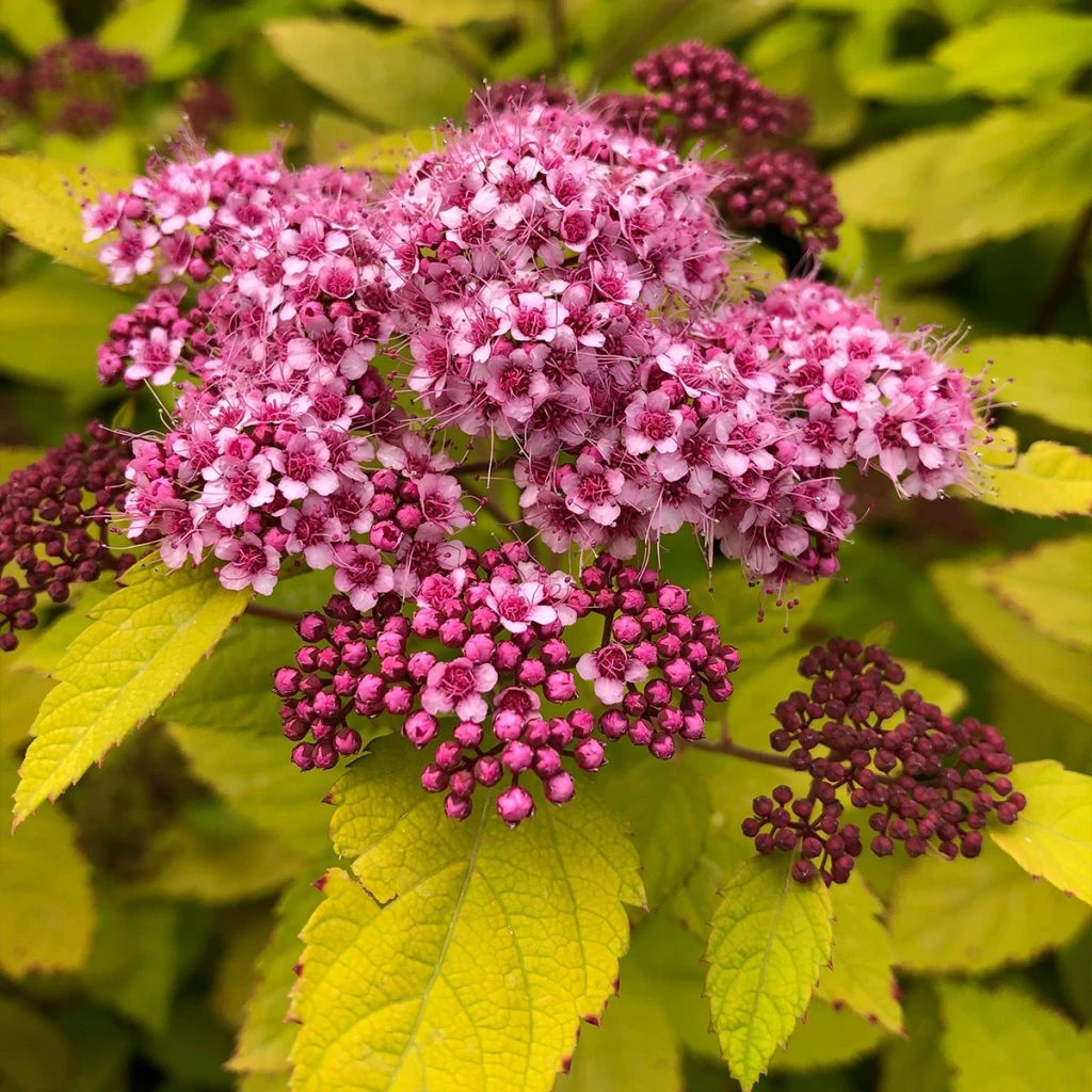 Spirée Japonaise - Spiraea Japonica Double Play Big Bang 3 Spirée Japonaise - Spiraea Japonica Double Play Big Bang