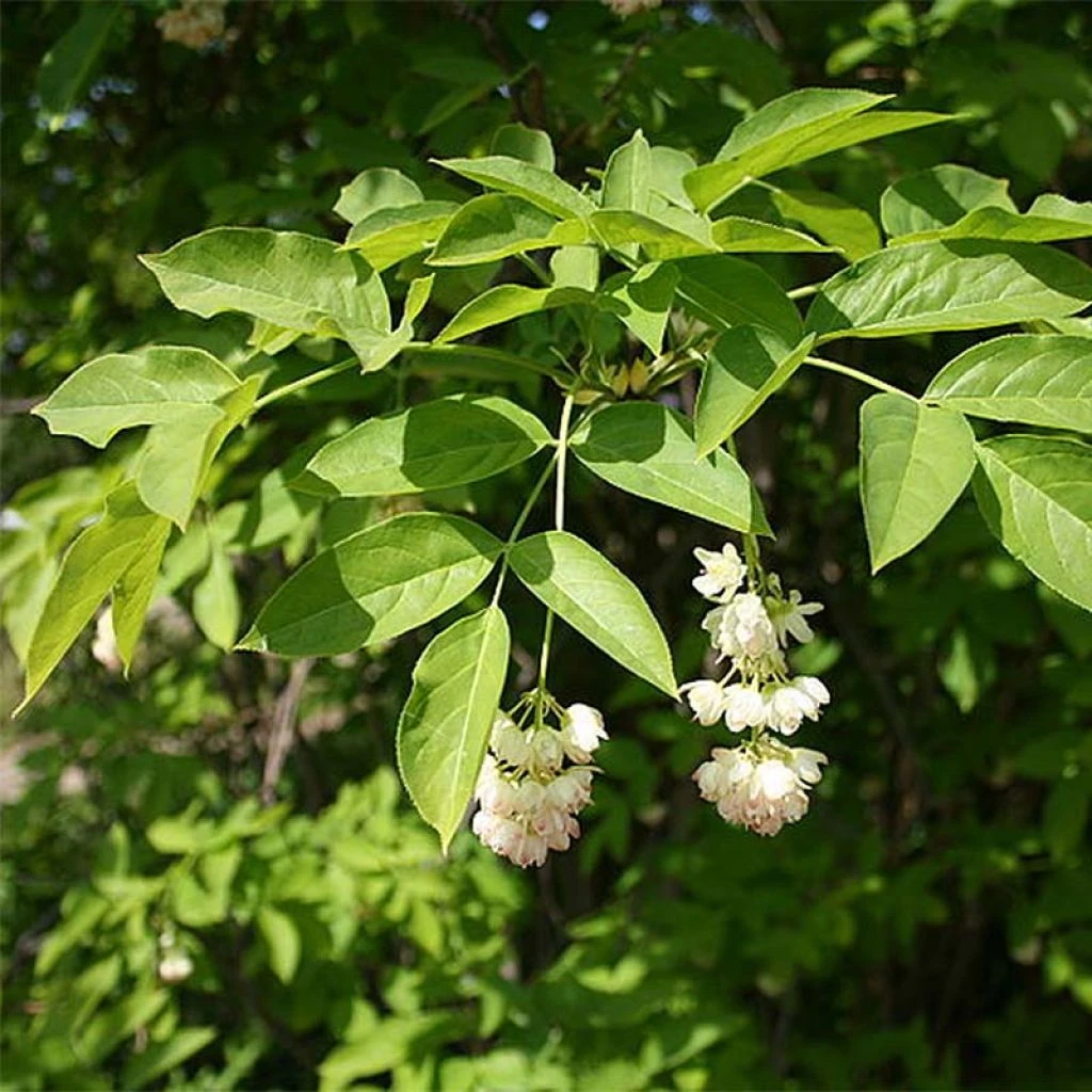 Staphylea Pinnata - Faux Pistachier 3 Staphylea Pinnata - Faux Pistachier