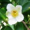 Stewartia Monadelpha -Promesse de fleurs Magasin Stewartia monodelpha 84333 1