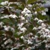 Styrax Japonica Evening Light - Styrax Japonais 1 Styrax Japonica Evening Light - Styrax Japonais -Promesse de fleurs Magasin Styrax japonica Evening Light 84336 1