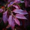 Sycoparrotia Semidecidua Purple Haze -Promesse de fleurs Magasin Sycoparrotia semidecidua Purple Haze V 16341 1