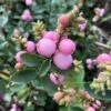 Symphorine - Symphoricarpos Doorenbosii Amethyst -Promesse de fleurs Magasin Symphorine Symphoricarpos doorenbosii Amethyst copyright 75411 1