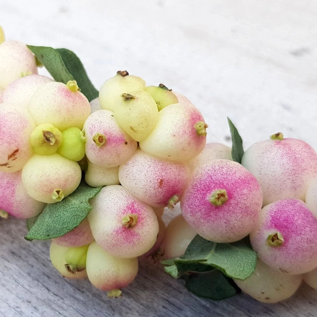 Symphorine - Symphoricarpos Orbiculatus Symphony Rave 3 Symphorine - Symphoricarpos Orbiculatus Symphony Rave