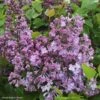 Lilas à Fleurs De Jacinthe - Syringa Hyacinthiflora Maiden's Blush -Promesse de fleurs Magasin Syringa x hyacinthiflora Maiden s Blush 82808 1