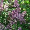Lilas - Syringa Meyeri Palibin -Promesse de fleurs Magasin Syringa meyeri Palibin 84343 1
