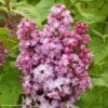 Lilas - Syringa Vulgaris Belle De Nancy 1 Lilas - Syringa Vulgaris Belle De Nancy -Promesse de fleurs Magasin Syringa vulgaris Belle de Nancy 84345 1